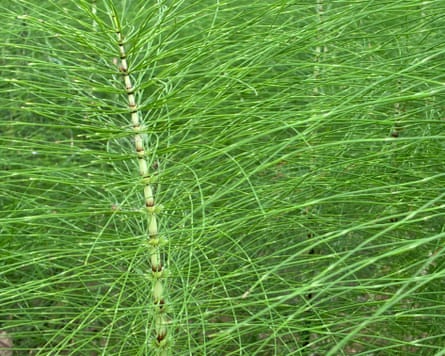 A close-up view of equisetum, or field horsetail.