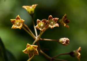 Marsdenia chirindensis, found in the Chirinda forest, Zimbabwe