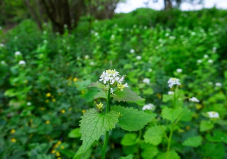 Hedge garlic growing in Suffolk.
