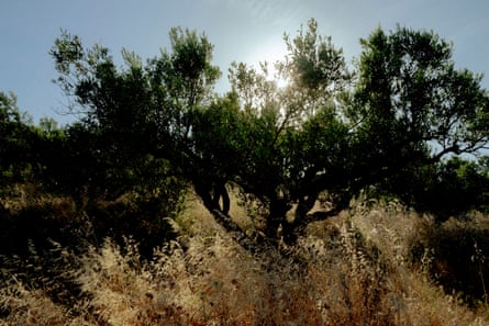 An olive tree partly blocks the sun