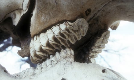 Teeth in an African elephant skull.