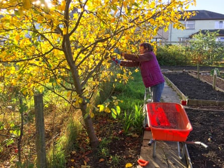 A woman pruning an apple tree on an allotment