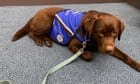 Paw and order: Lucy the labrador provides support as Australia’s first full-time court dog