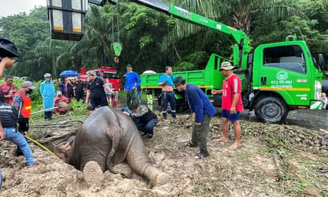 Elephant and baby saved in dramatic rescue from manhole in Thailand | Thailand | The Guardian