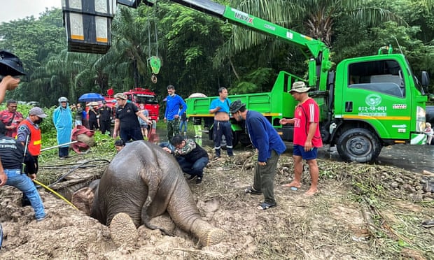 An elephant is craned out of a manhole as a group of rescuers look on