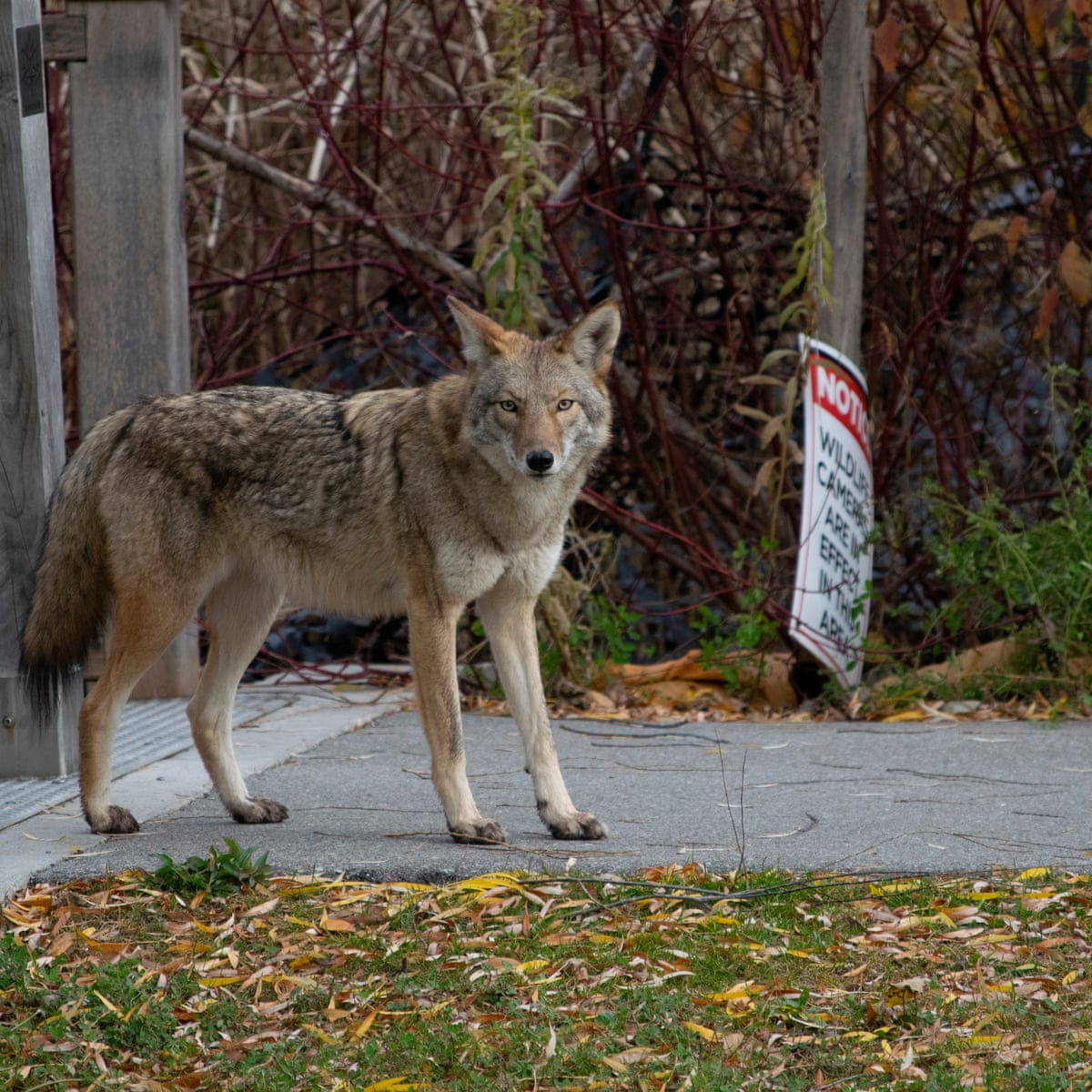 Dawn of a new creature': after a vicious attack, a city ponders living with  coyotes | Dallas | The Guardian