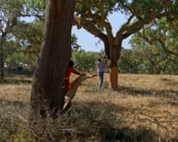 A person strips bark from a tree trunk while another walks away holding a tool, in a sunlit cork forest