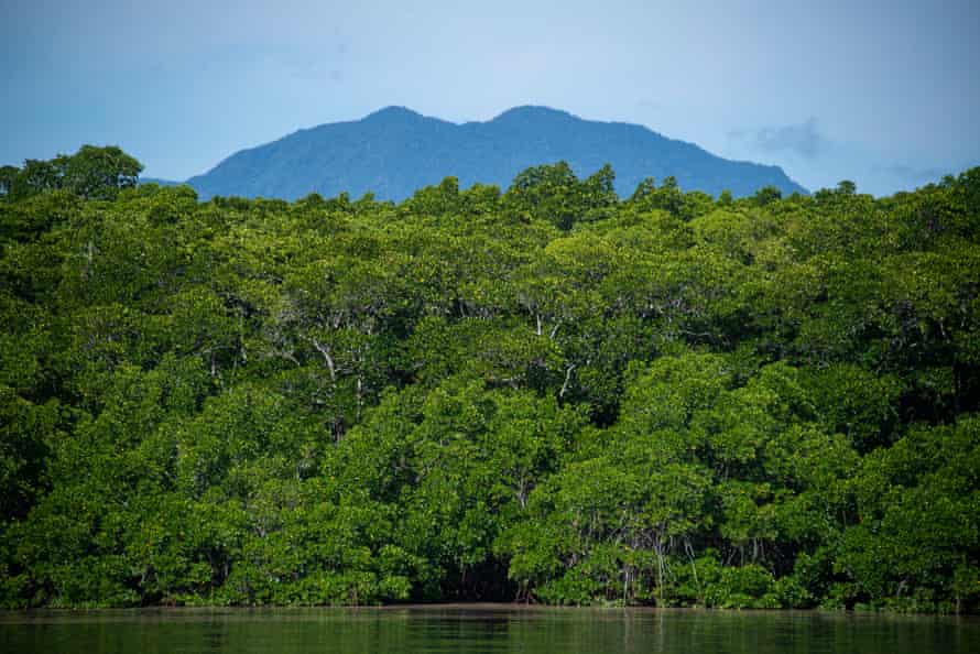 The mangrove forests on Admiralty Island at Trinity Inlet, Queensland