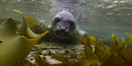 A close-up of an elephant seal pup in South Georgia among seaweed close to the surface of the water