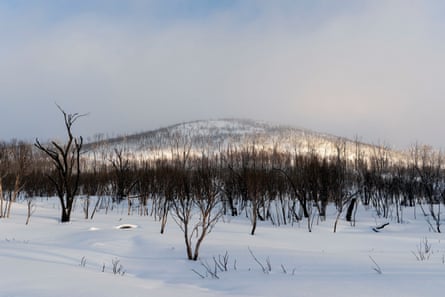 Dawn light breaks through on a bushfire impacted area of the Kosciuszko national park