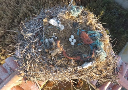 Seen from above, a white stork nest with eggs surrounded by fragments of plastic pollution in southern Portugal.