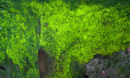 goblin's gold (schistostega pennata), a very vividly coloured green moss