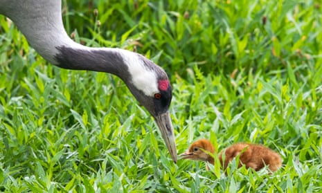 Common crane with chick from the Great Crane Project