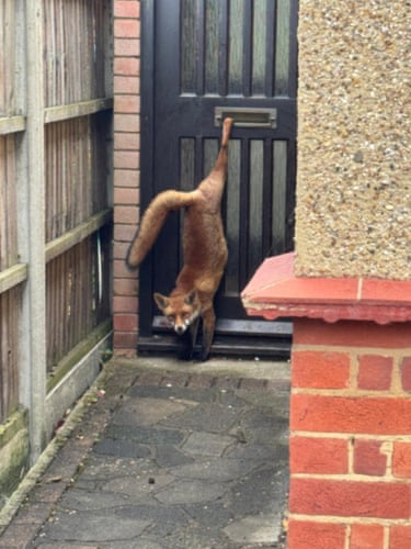 A clumsy fox had a very bad day when it managed to get its leg stuck in a letterbox. It was released by a member of the public and then became stuck between a fence and a wall while trying to escape in Hadleigh, Essex. It was later freed by South Essex Wildlife hospital