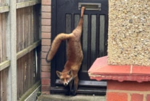 A fox with a hind leg stuck in a letterbox.