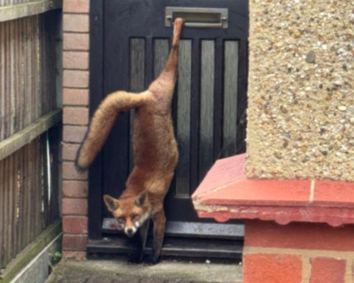 Week in wildlife: a clumsy fox, swinging orangutang and rescued jaguarundi cub