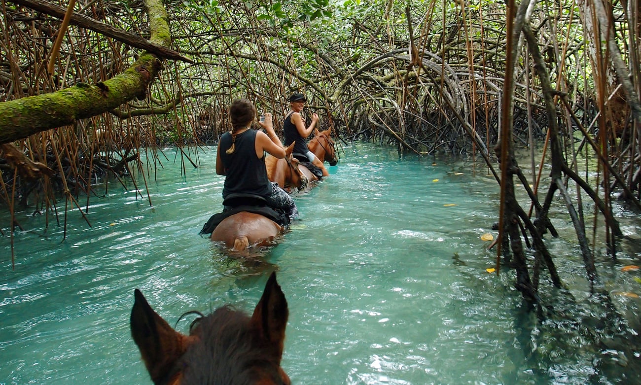 A trail ride through mangroves at a horse sanctuary at Lope Lope Lodge, Espiritu Santo