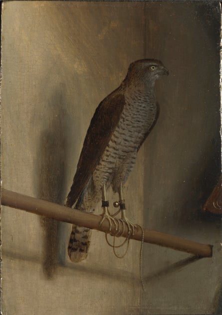 A Sparrowhawk Jacopo de’ Barbari 1510s