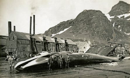 Men stand beside a grimacing dead whale in front of a whaling station and rocky mountains in South Georgia in 1932