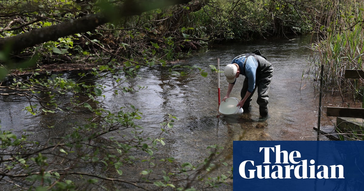 Irreplaceable habitat': planning bill raises fears for England's chalk streams