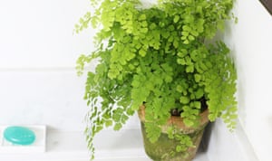 Feliz plantas del hogar: cómo ayudar a prosperar 2 Adiantum raddianum
