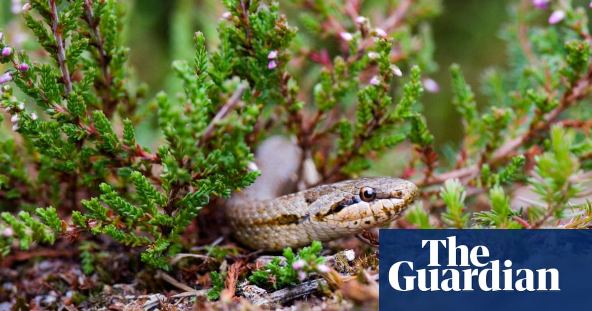 UK’s first 'super' national nature reserve created in Dorset | Environment | The Guardian