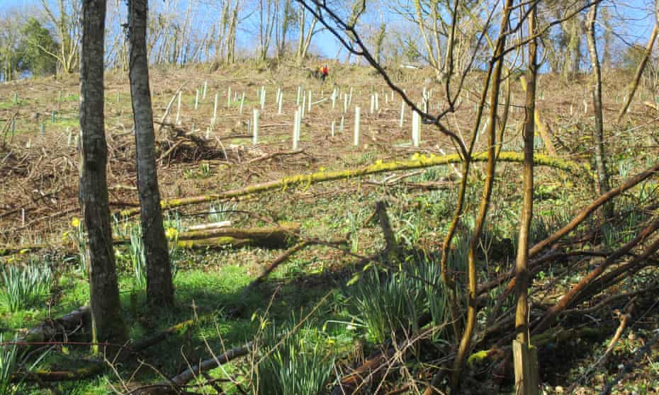 Saplings in white plastic tubes have been planted among felled larch