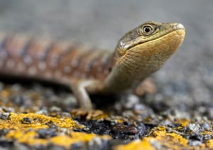 Elkton, EUA Um lagarto jacaré do norte faz uma pose defensiva ao cruzar a linha amarela de uma estrada rural no sudoeste rural de Oregon. A dieta do típico lagarto jacaré do norte inclui grilos, lesmas, besouros, aranhas e mariposas, mas também terá presas maiores, como pequenos lagartos, e até comerá pequenos ratos e pássaros se tiver a oportunidade