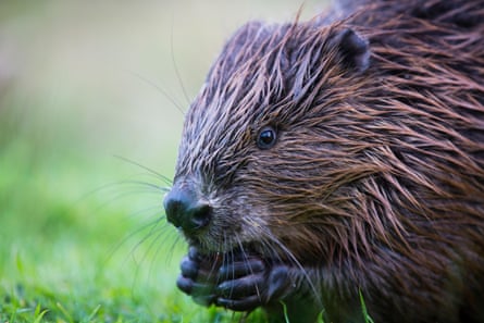 Eurasian beaver
