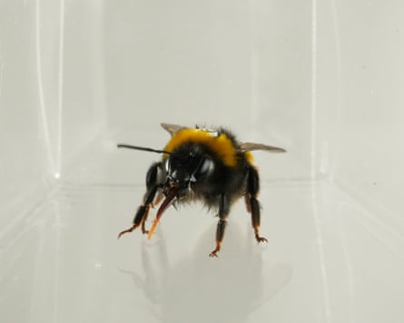 A macro photograph of a bee