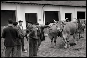 Cattle Market (Races Étrangères), Saint-Jean-de-Luz, FranceThe relaxed but confident cattleman in the center looks directly at the photographer. The gesture of his left arm sets off an undulating wave pattern, extending through the horns of the steers, and is set against the stark black rectangular openings of the building in the rear.