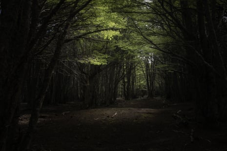 A shady forest canopy