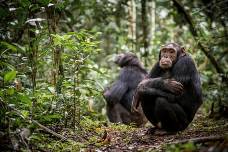 Two chimpanzees sitting in the forest