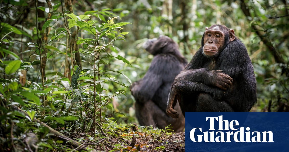 Chimps are dying of human sniffles. Is great ape tourism to blame? | Mammals