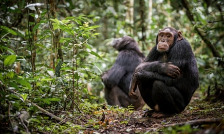 Chimps are dying of the common cold. Is great ape tourism to blame?