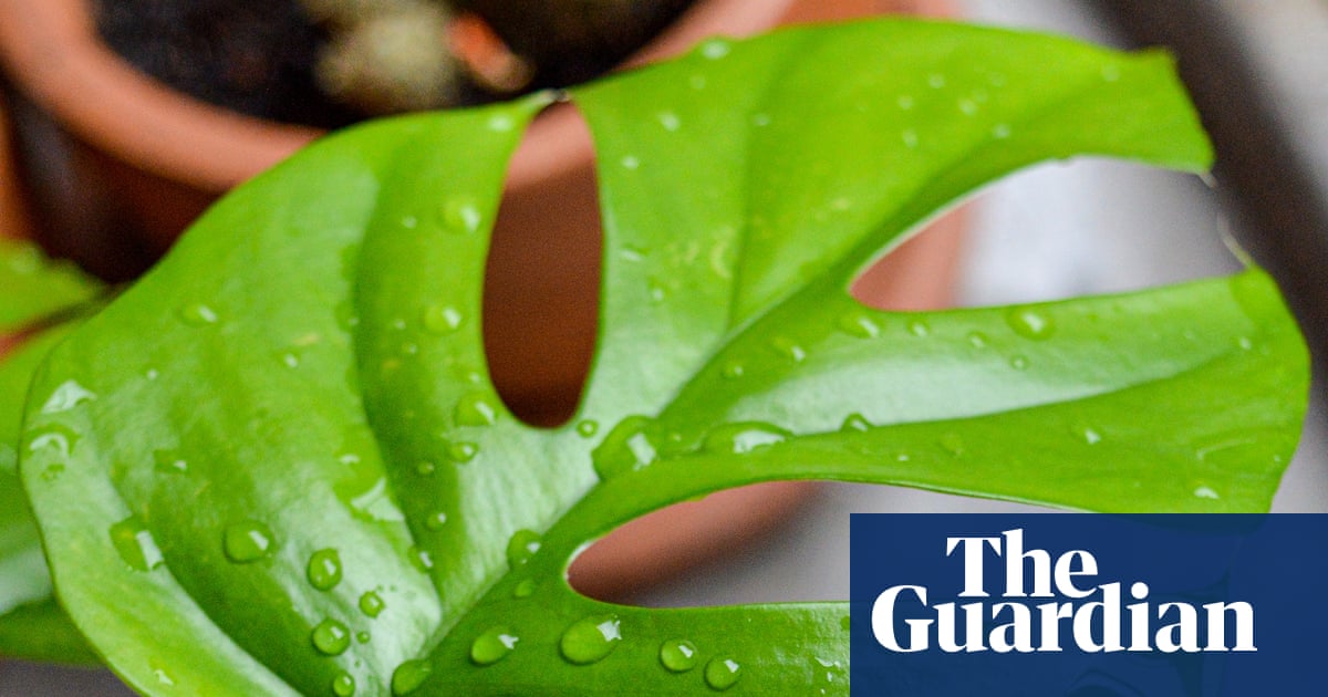 Houseplant hacks: is summer rain a ‘spa’ for indoor plants?