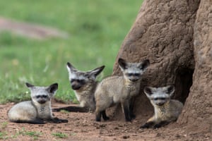 Bat eared fox cubs in Masai Mara, Kenya