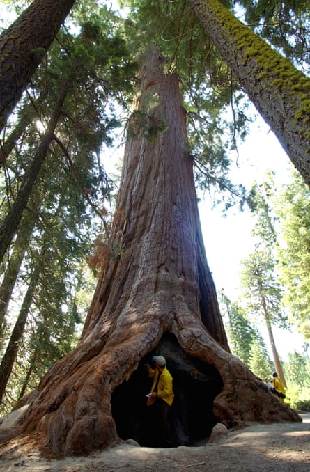 A reporter walks through the trunk of a 2,000-year-old giant Sequoia inside the Giant Sequoia National Monument, Wednesday, July 24, 2002.