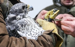 The first gyrfalcons (Falco rusticolus) are delivered to a falcon breeding centre in Kamchatka, Russia. The batch of 83 birds arrived from Germany to help expand the population of the Kamchatka gyrfalcons, listed as an endangered species. The first generation of nestlings is expected to be bred at the centre in the spring