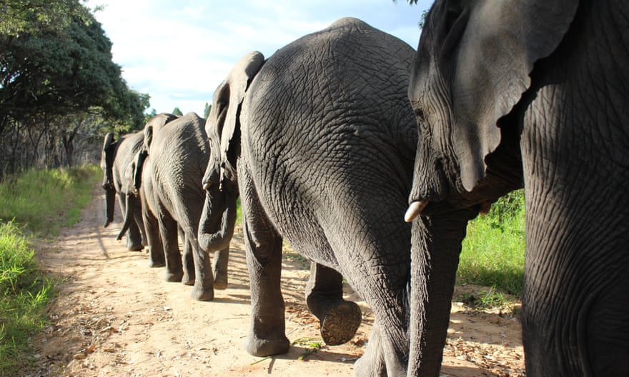 Rescued elephants at the Wild is Life sanctuary