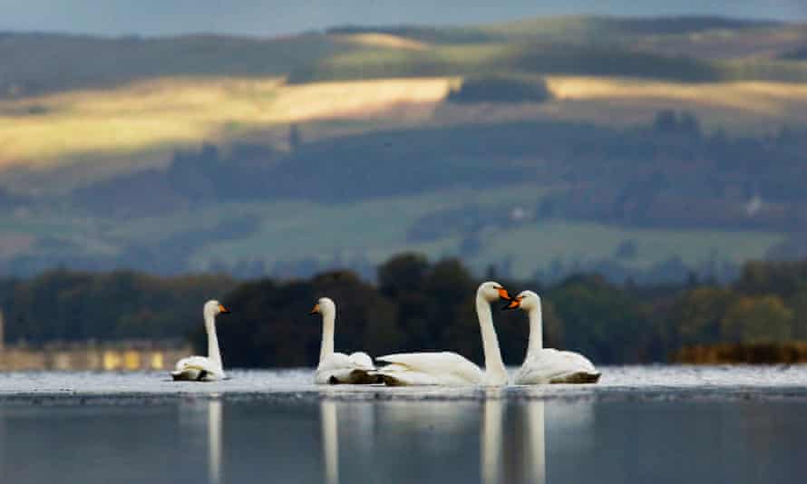 The Iceland-based whooper swan is larger than the similar bewick's swan and has more yellow on its bill.