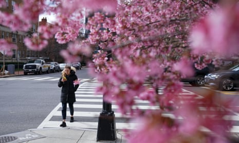 A woman wearing a winter coat walks past a cherry blossom tree blooming during warm weather in Washington DC.