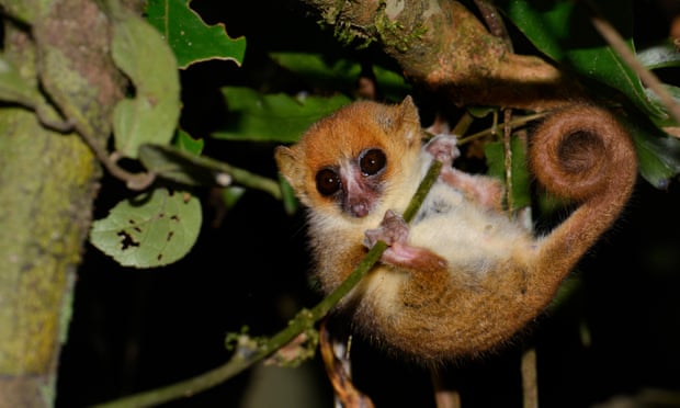 Lemurs and giant tortoises among species at risk if global heating hits 3C Lemurs and giant tortoises among species at risk if global heating hits 3C