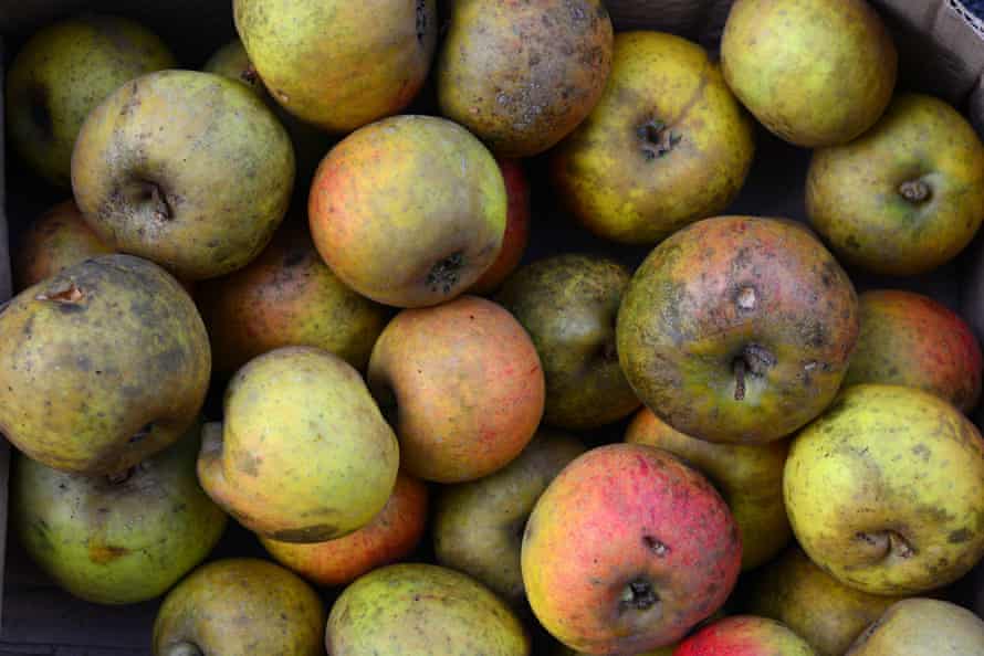 Apples too gnarled for eating are used for cider