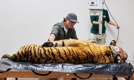 Vet Noel Fitzpatrick with Laziz the tiger in The Supervet: Safari Special