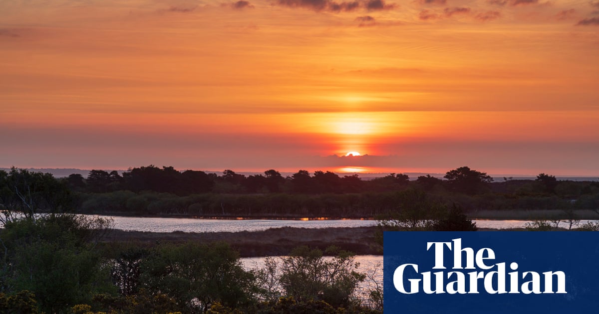 Dorset ‘super reserve’ recreates ancient savannah habitat to boost biodiversity