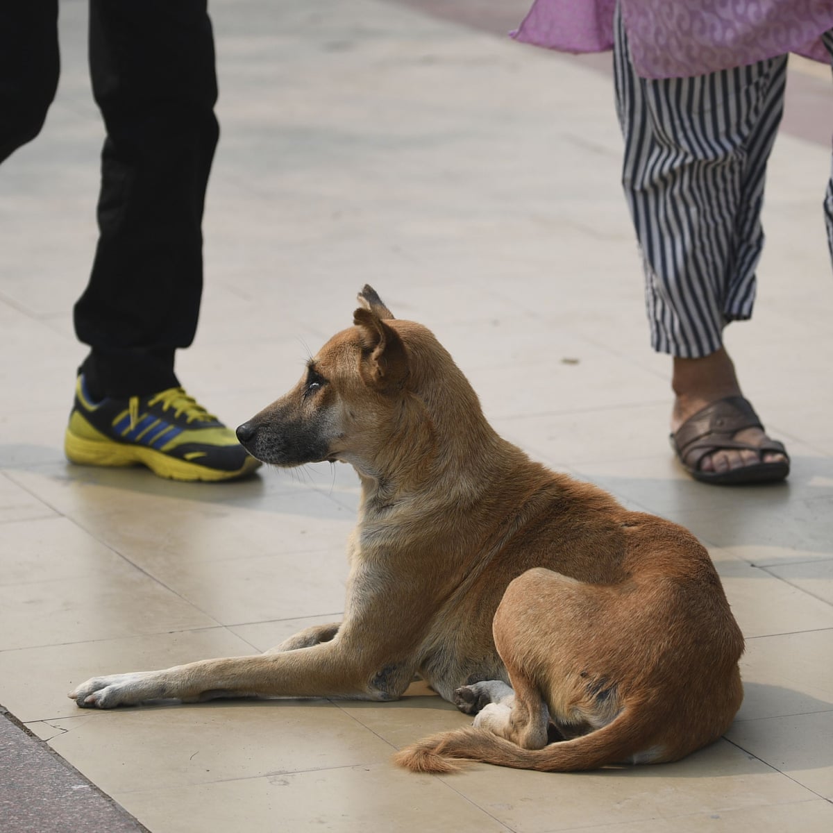 Not Just A Dog Bite Why India Is Struggling To Keep Rabies At Bay Global Health The Guardian Not Just A Dog Bite Why India Is Struggling To Keep Rabies At Bay Global Health The Guardian