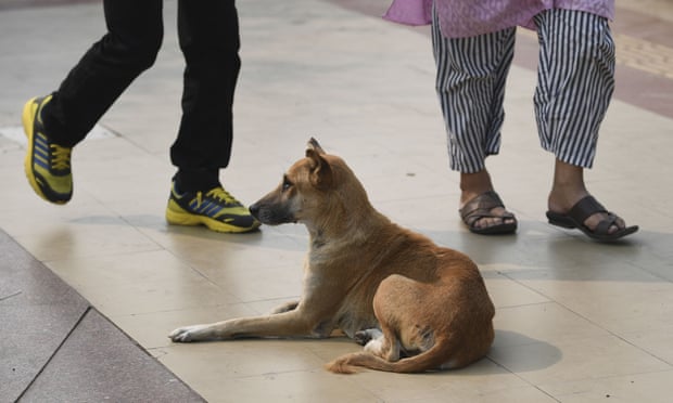 People walking past a street dog in New Delhi.