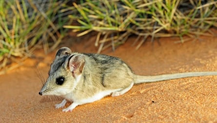 A sandhill dunnart