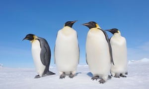 Emperor penguins on Snow Hill Island, Antarctica.